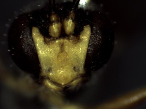 Réf. 298 406 : Erigorgus procerus